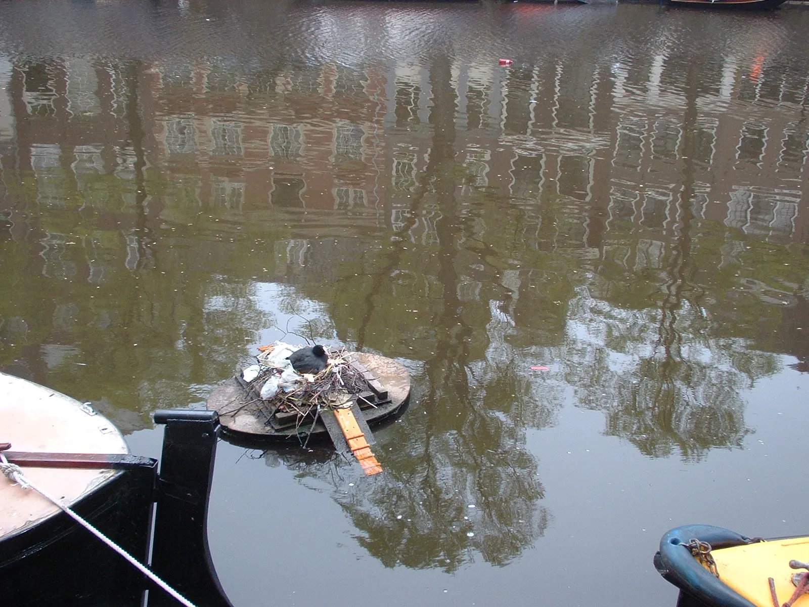 Coot Luxury Nest and Reflection